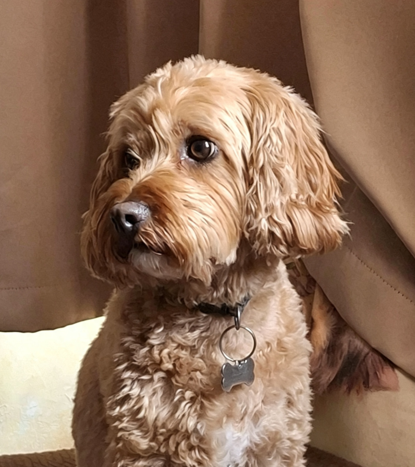 The Pawsome Hotel gallery photo