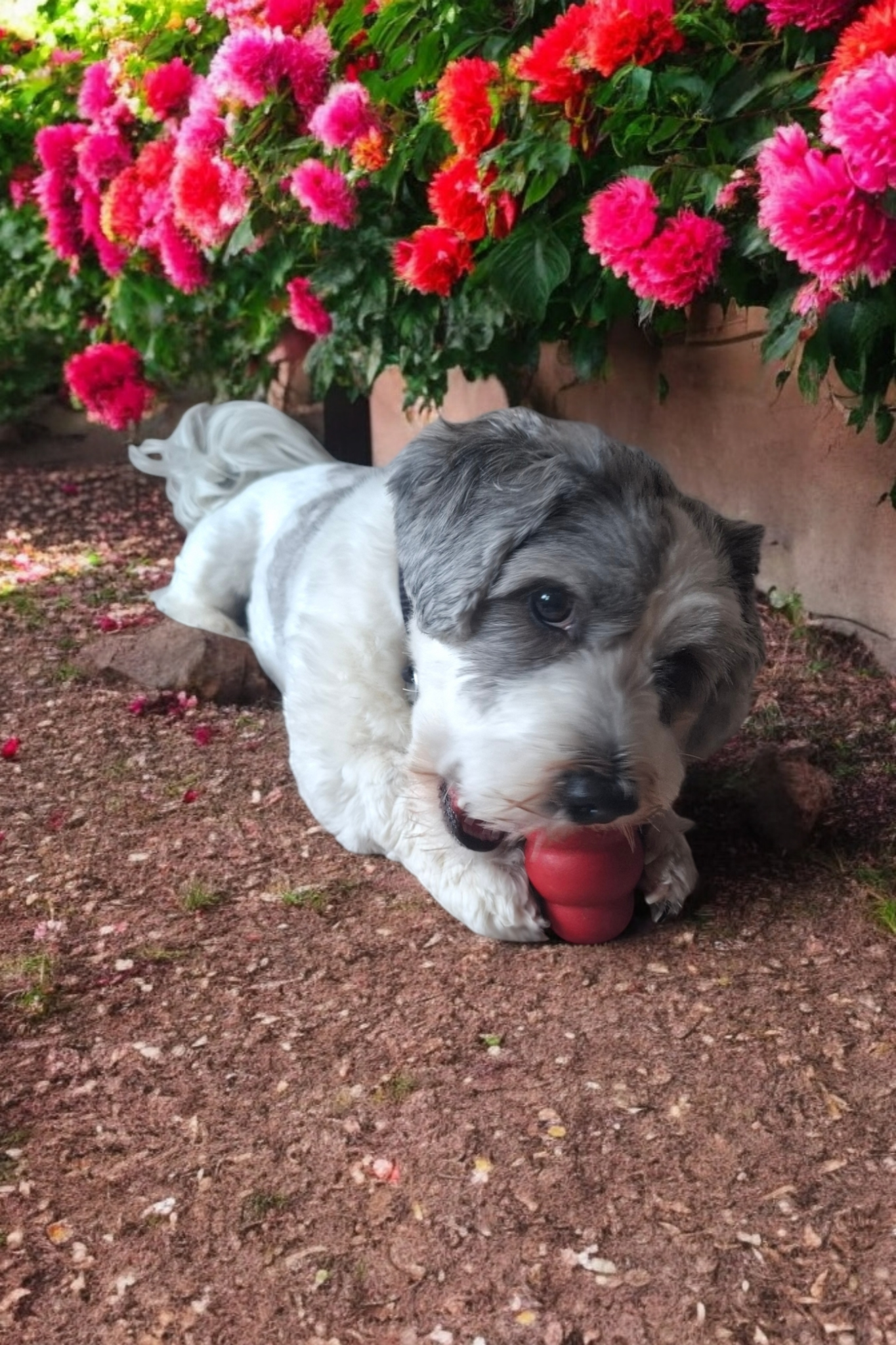 The Pawsome Hotel gallery photo