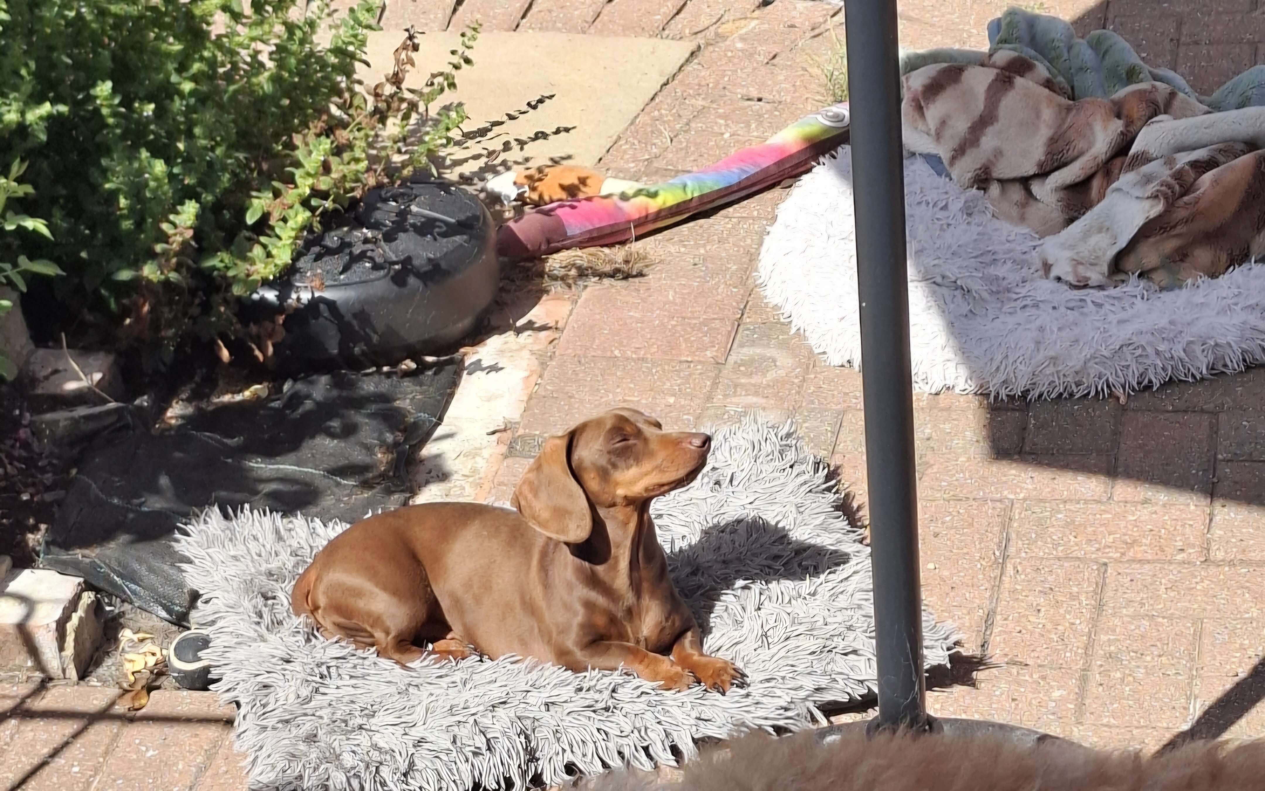 The Pawsome Hotel gallery photo