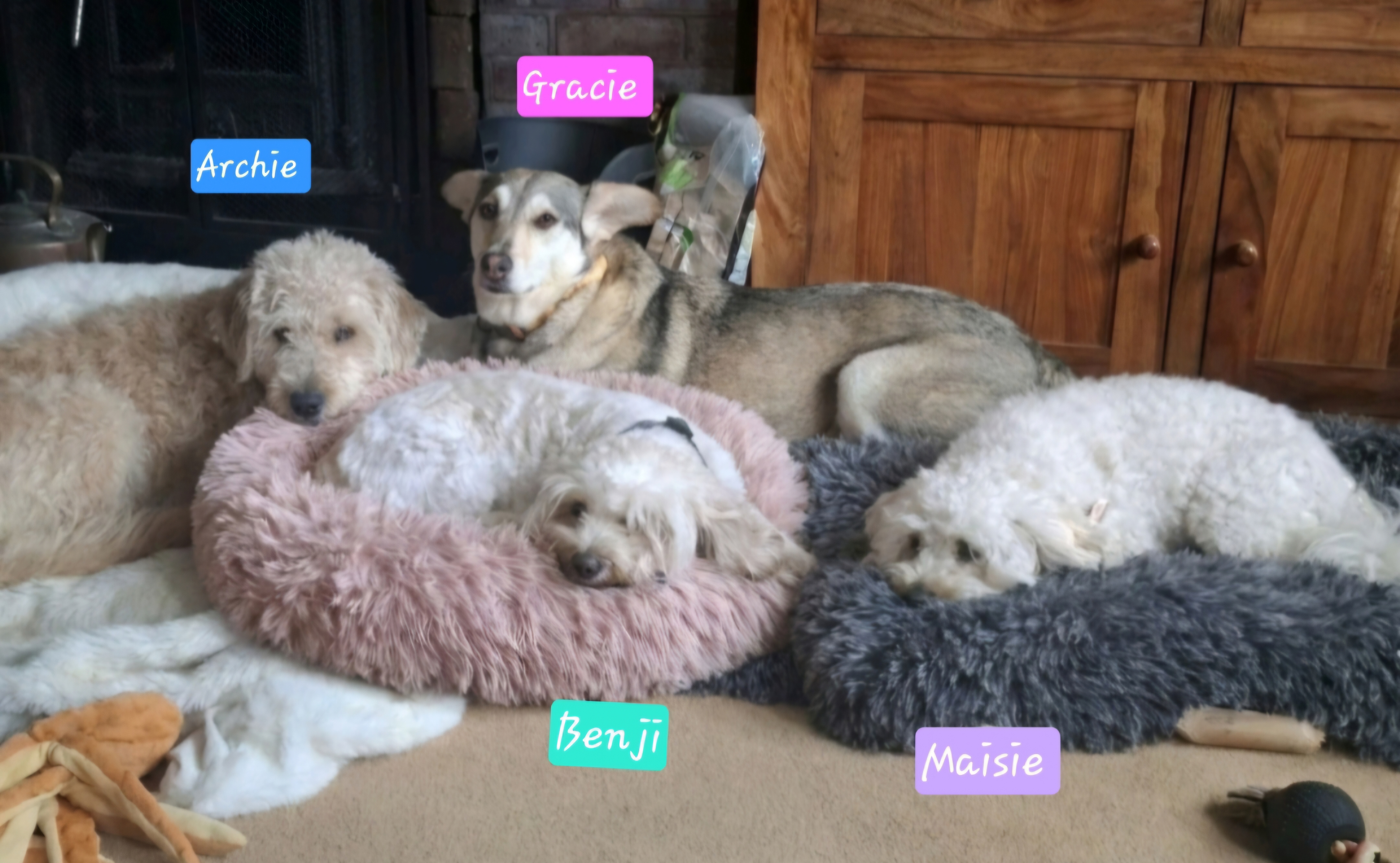Our resident furbabies
