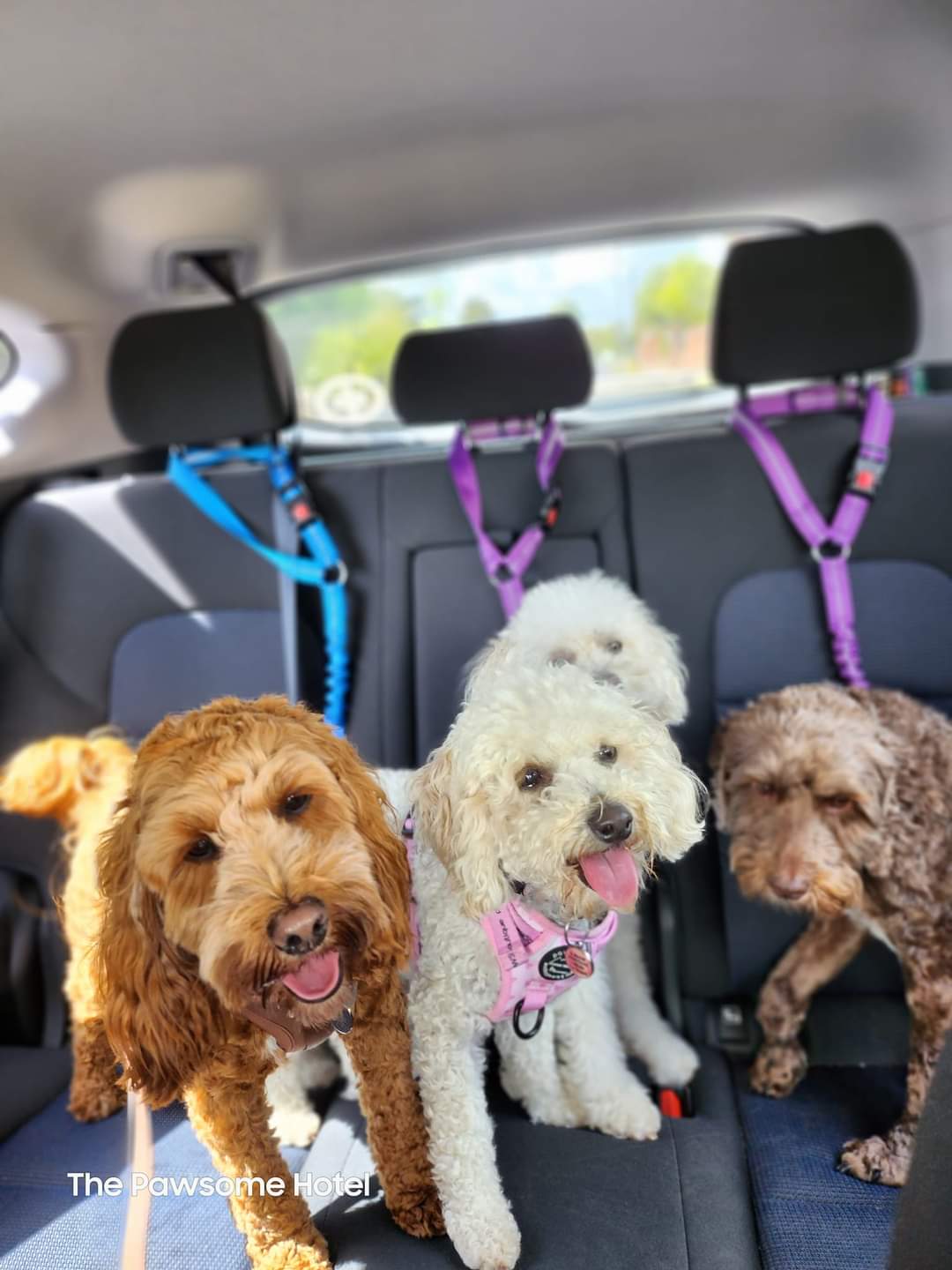 The Pawsome Hotel gallery photo