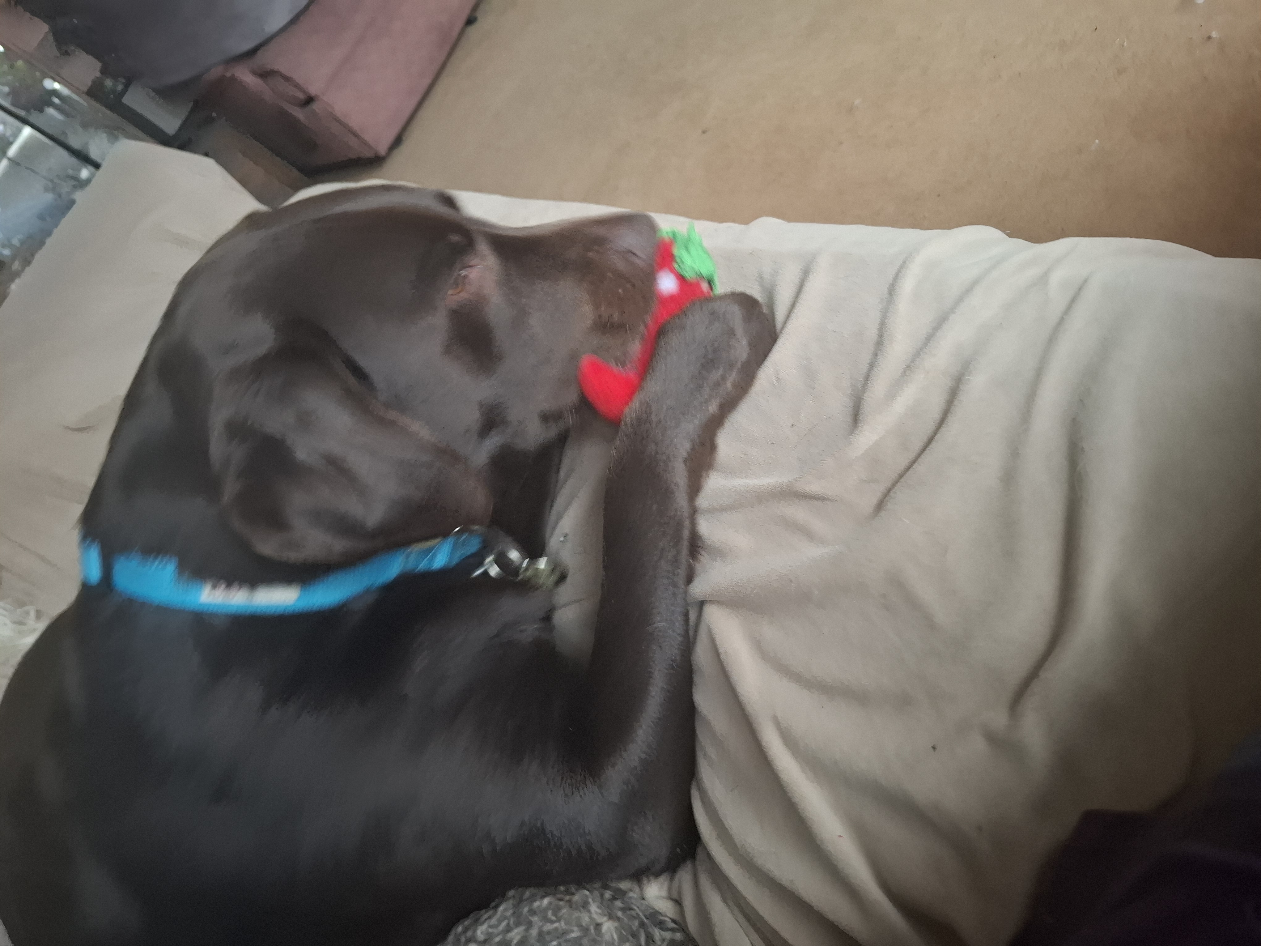 The Pawsome Hotel gallery photo