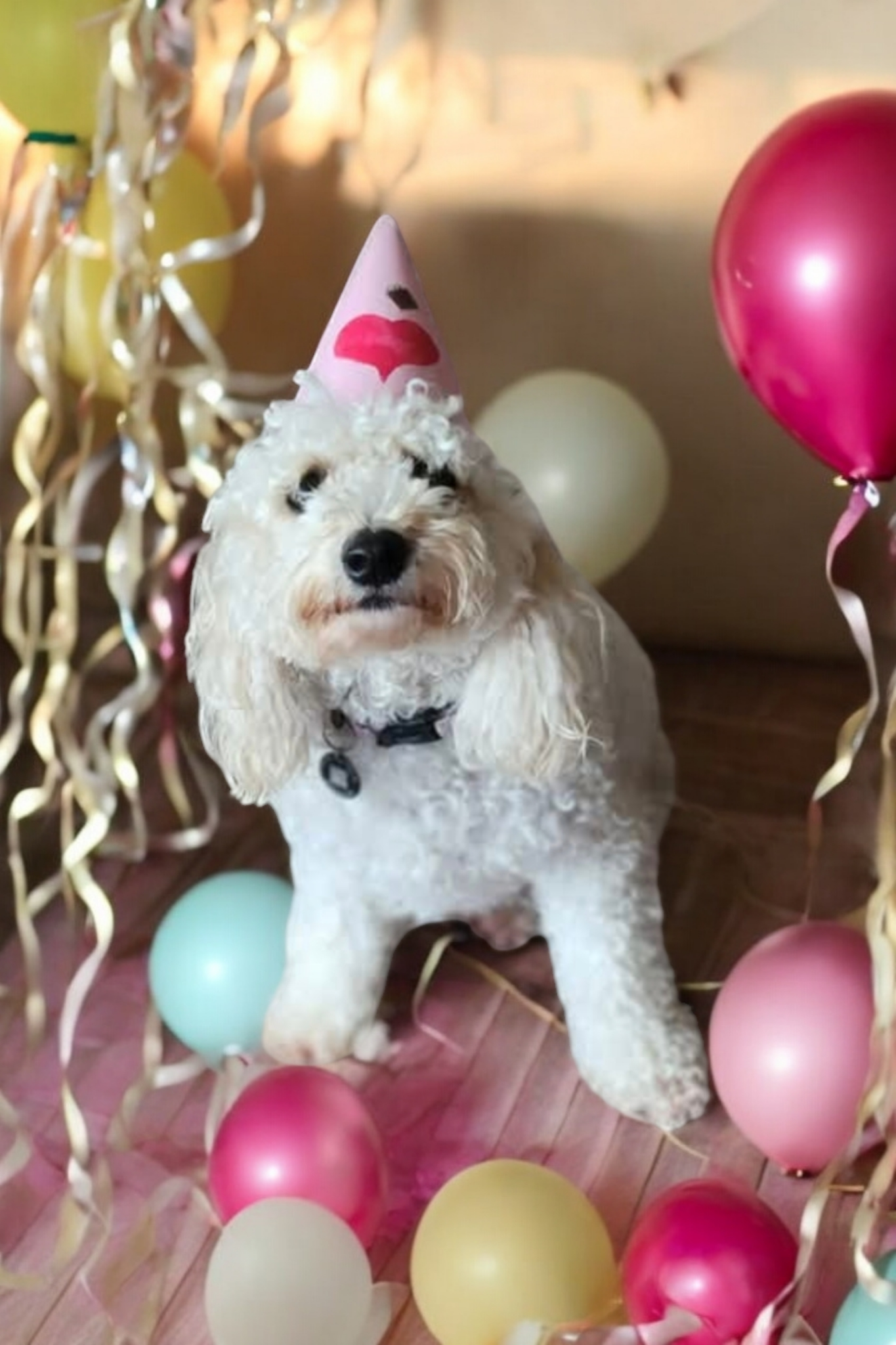 The Pawsome Hotel gallery photo