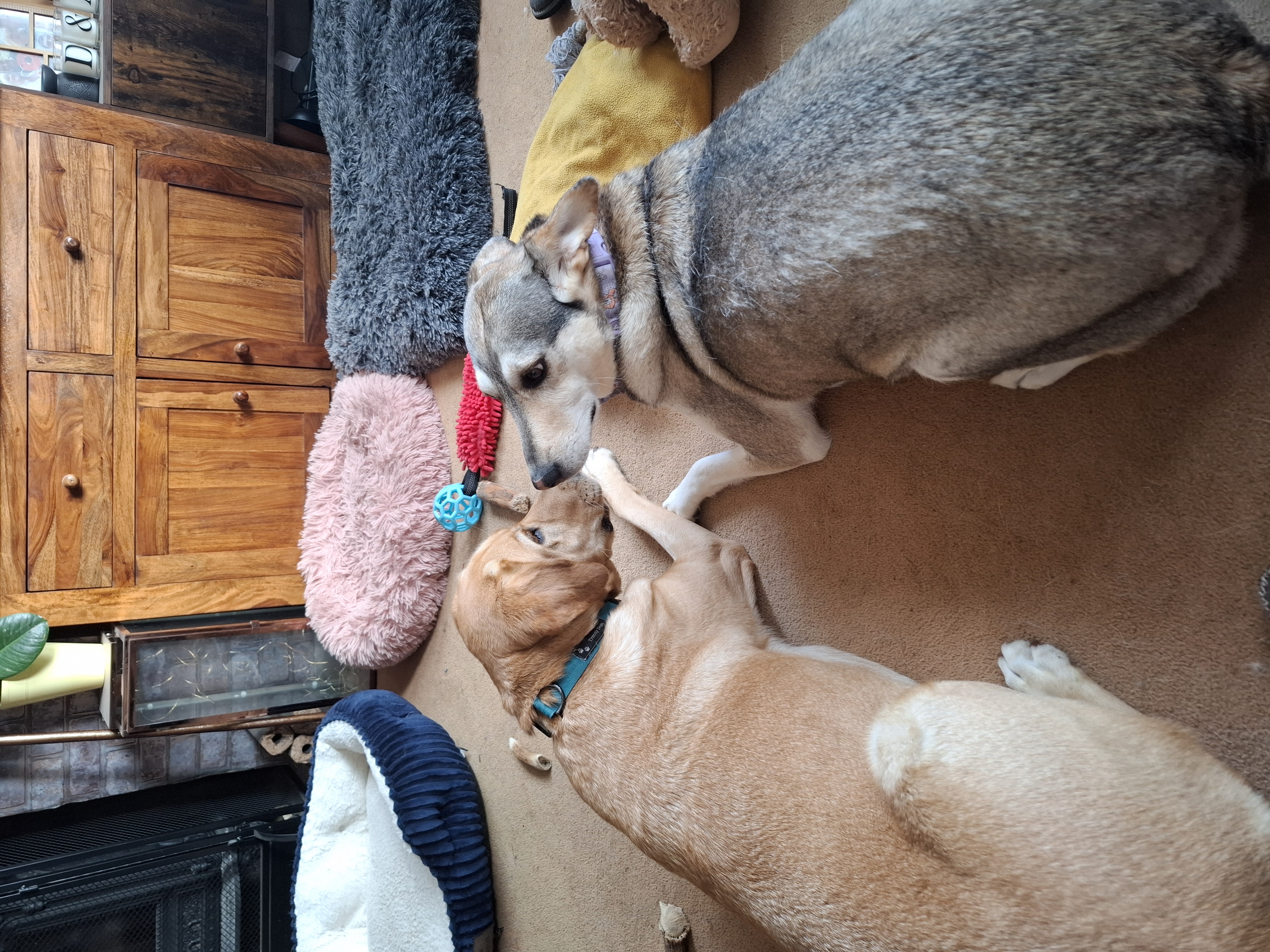The Pawsome Hotel gallery photo