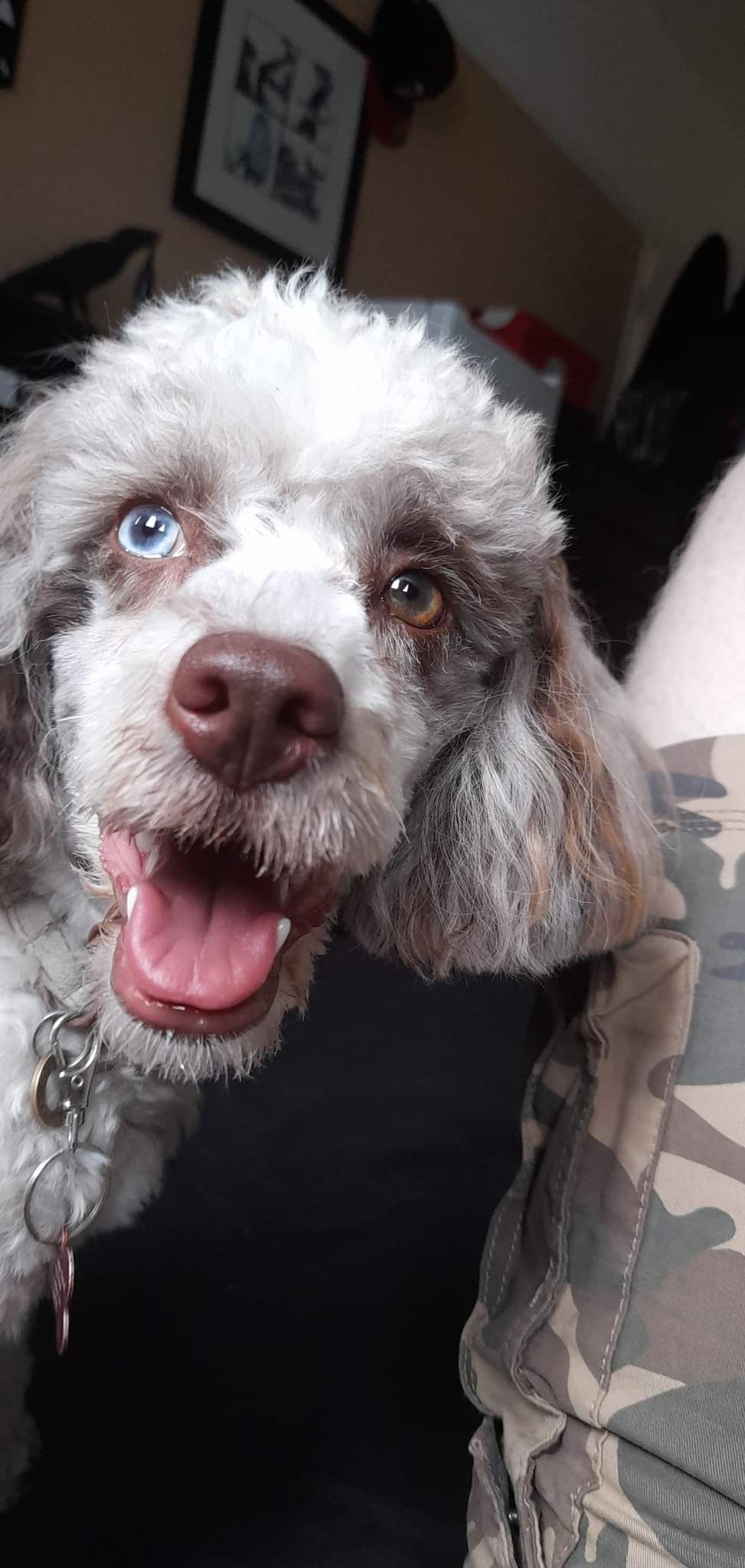 The Pawsome Hotel gallery photo