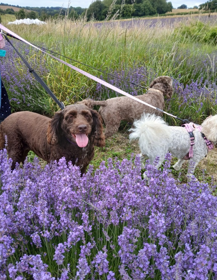 The Pawsome Hotel gallery photo