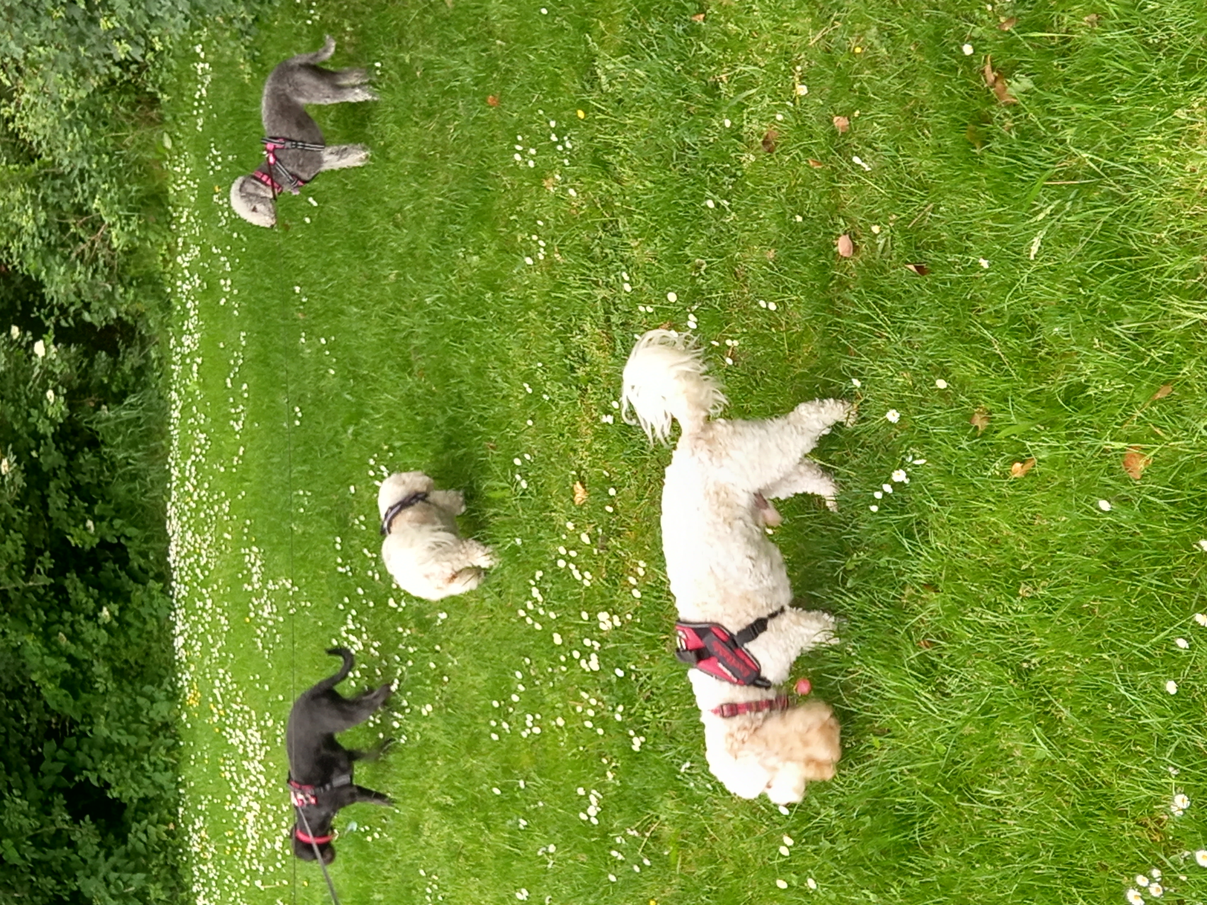 The Pawsome Hotel gallery photo