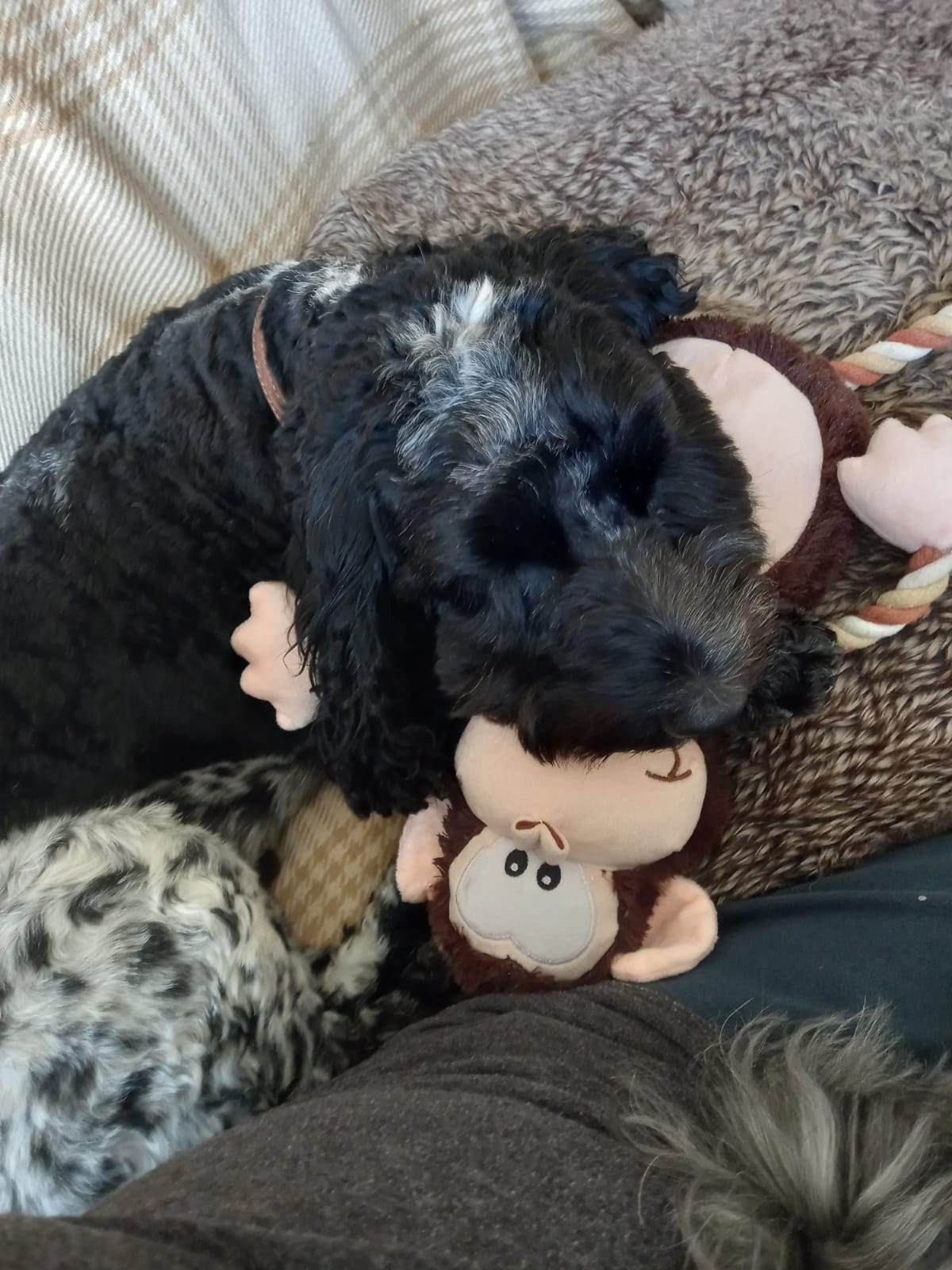 The Pawsome Hotel gallery photo