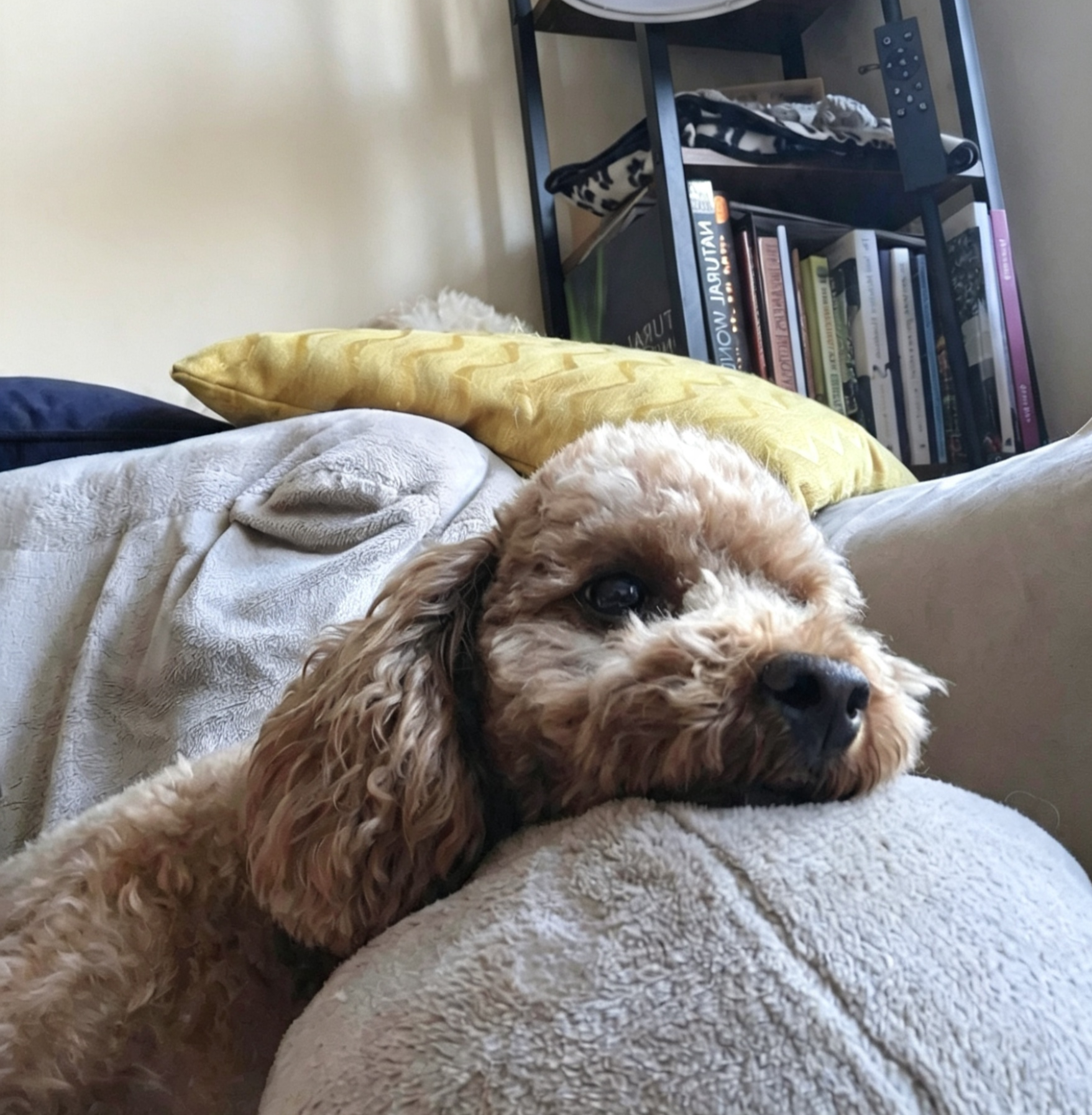 The Pawsome Hotel gallery photo