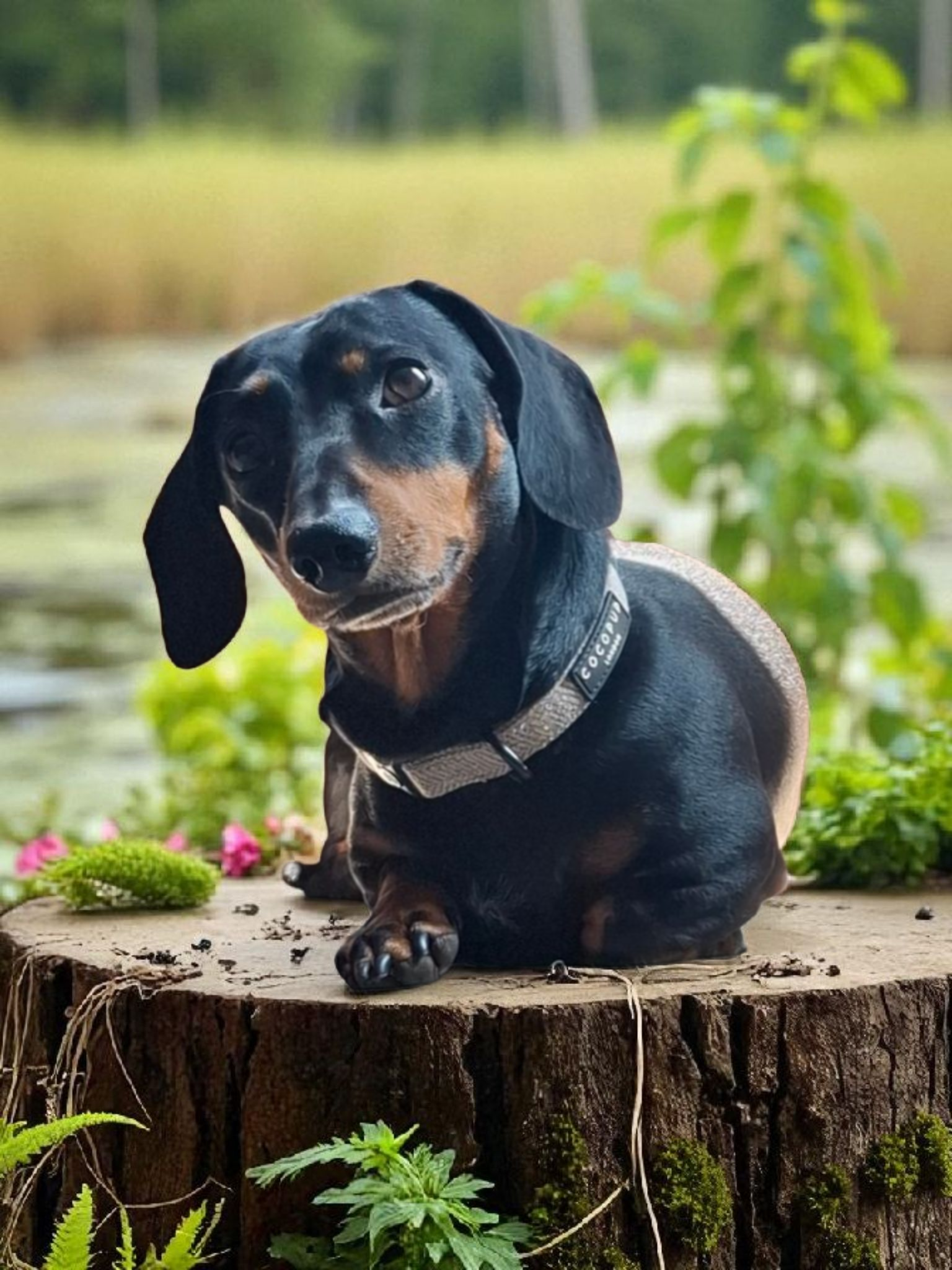 The Pawsome Hotel gallery photo