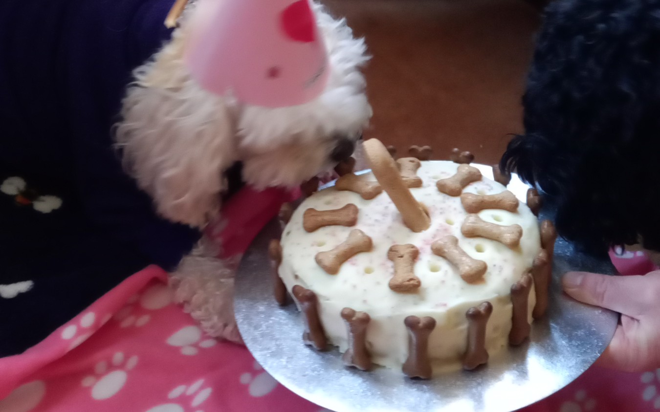Birthday Pawties at The Pawsome Hotel